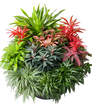 [免摳素材]熱帶植物盆栽組合