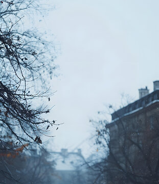 冬日雪景樹枝