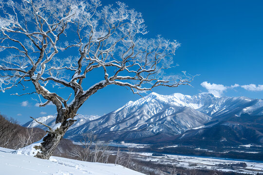 雪山與雪樹