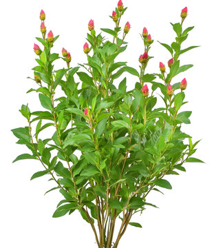 [免摳素材]白色背景上帶綠葉的粉色花叢