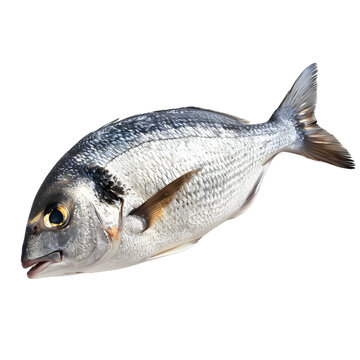 [免摳素材]新鮮的整條金頭鯛魚