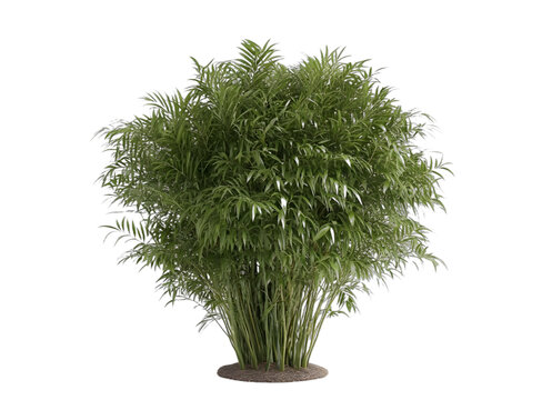 [免摳素材]綠色室內(nèi)植物白色背景