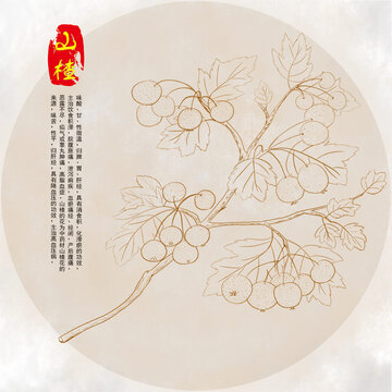 手繪山楂線稿