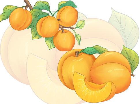 黃桃插畫