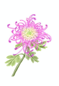 菊花