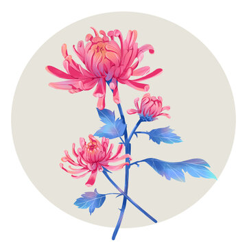 菊花