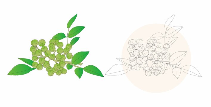 手繪花椒