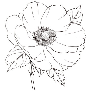 芍藥花黑白線描