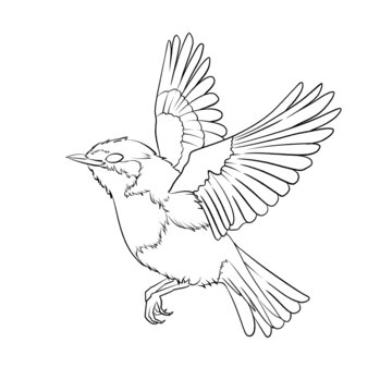 飛禽鳥