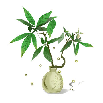 小發(fā)財(cái)樹