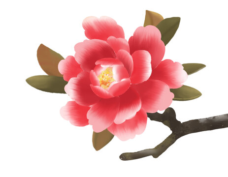中式茶花插畫分層可編輯