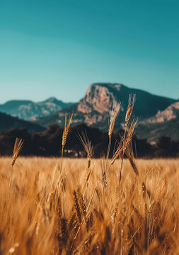 金黃麥田與山景