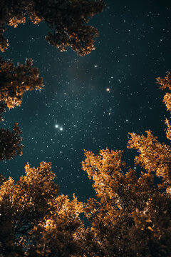 夜空繁星樹影