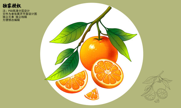 沃柑插畫