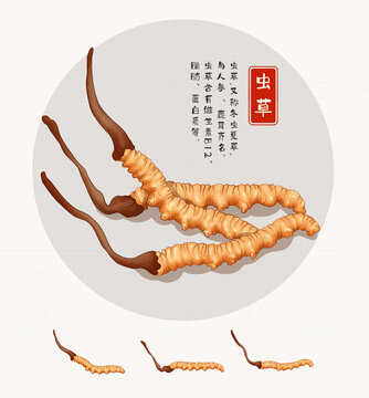 冬蟲(chóng)夏草插畫(huà)
