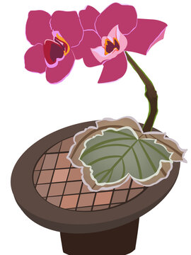 蝴蝶蘭花朵元素