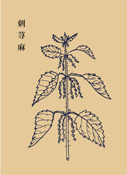 刺蕁麻