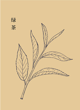 綠茶