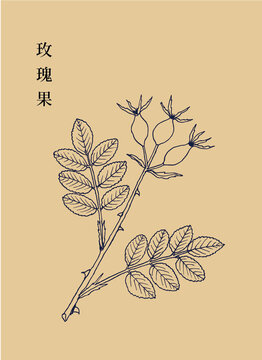玫瑰果