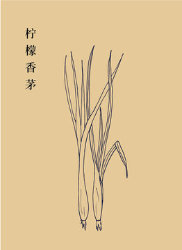 檸檬香茅