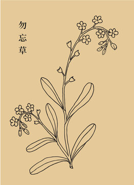 勿忘草