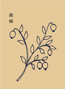 越橘