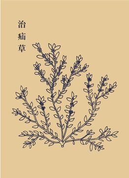 治疝草