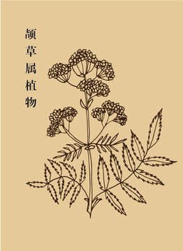 頡草屬植物