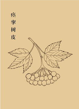痙攣樹皮