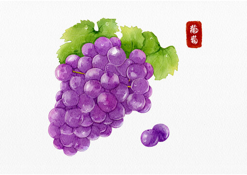 葡萄元素水果手繪水彩插畫