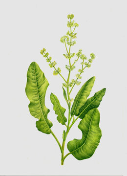 手繪中草藥野菠菜插圖