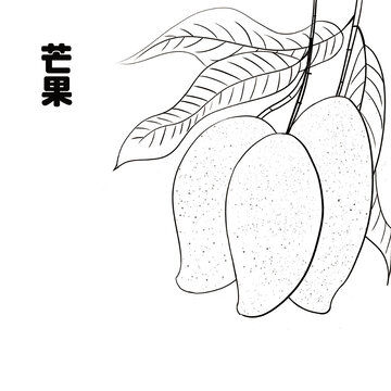 手繪芒果線稿