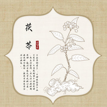 茯苓插畫