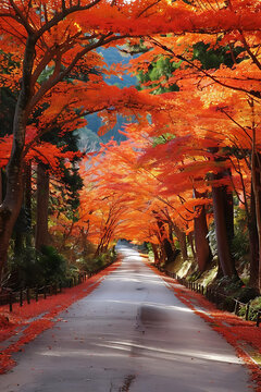 日本紅楓樹秋景道路