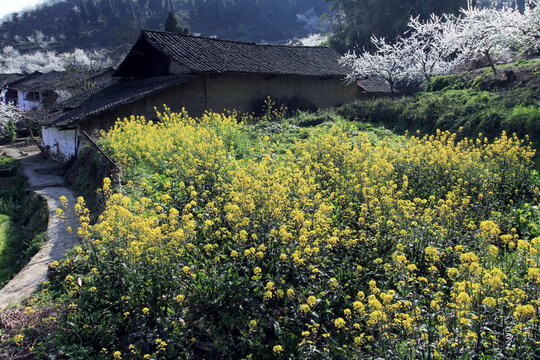 農舍油菜花