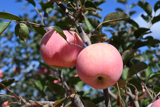 煙臺紅富士蘋果種植果園