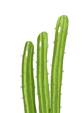 沙漠仙人掌插畫干旱植物