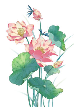 荷花