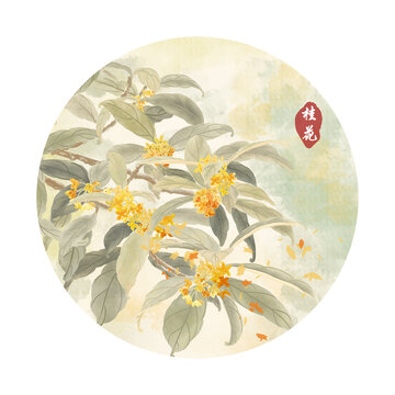 桂花插畫