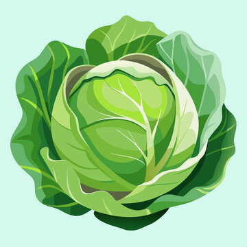 一顆包菜