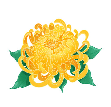 菊花國(guó)潮國(guó)風(fēng)水彩插畫(huà)