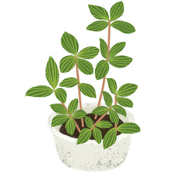 綠植白脈椒草