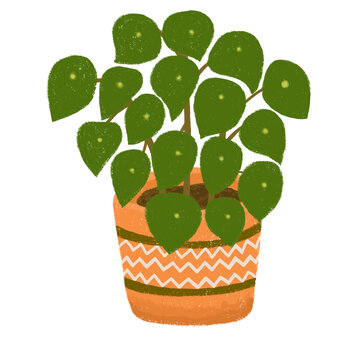 綠植鏡面草