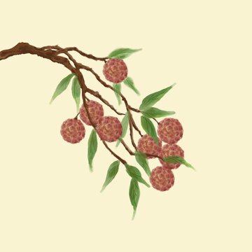 手繪水彩荔枝插畫(huà)