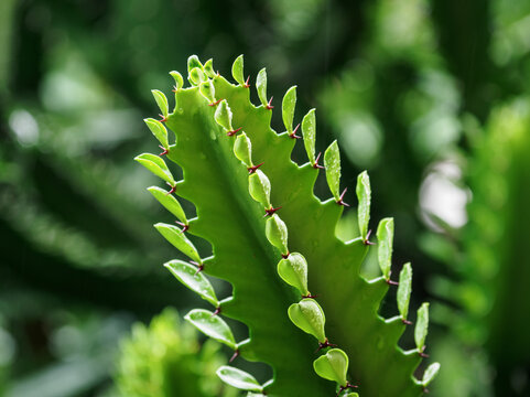 火殃勒