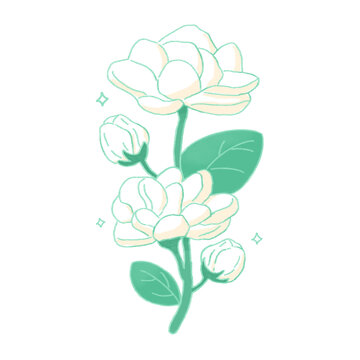 茉莉花插畫