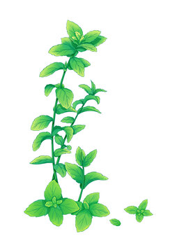 薄荷插畫
