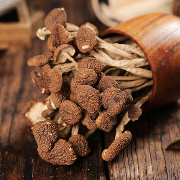 茶樹菇