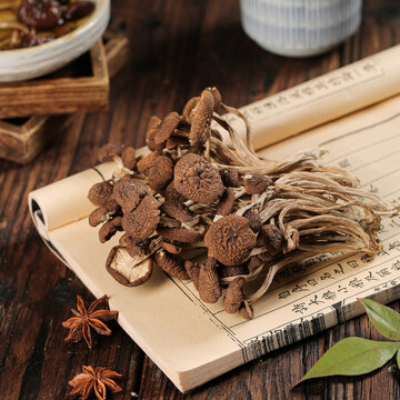 茶樹菇