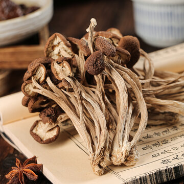 茶樹菇